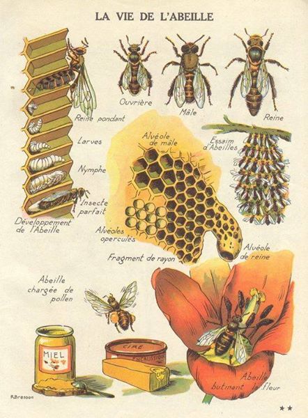La vie de l'abeille La vie de l'abeille