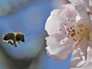 abeille-pollinisation