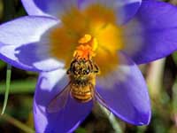 abeille-fleur2 abeille-fleur2