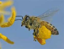 abeille-pollen abeille-pollen