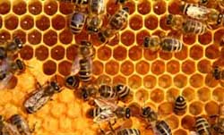 cire-abeille cire-abeille