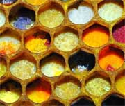 couleurs-pollen couleurs-pollen