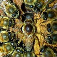 reine-abeilles reine-abeilles